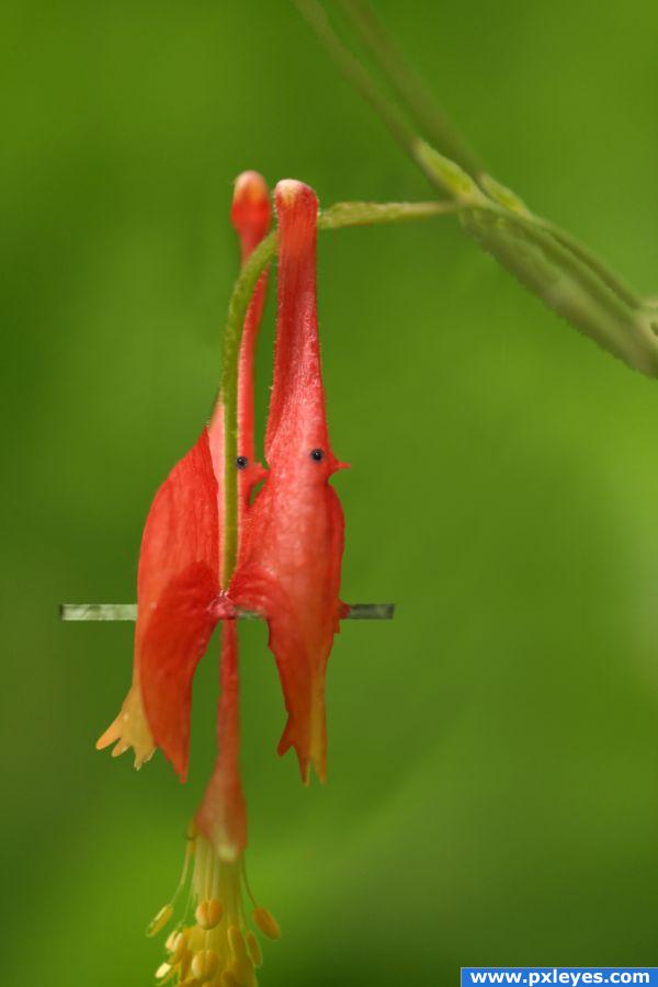 red flower birds